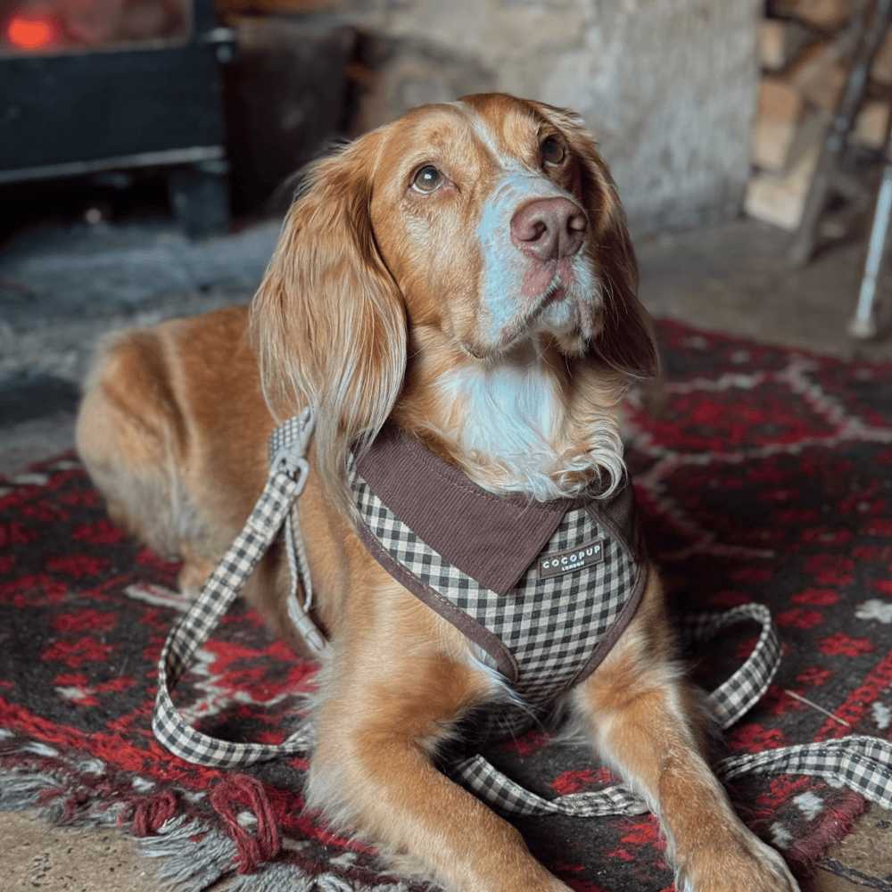 The Best Gifts for the Best Pets