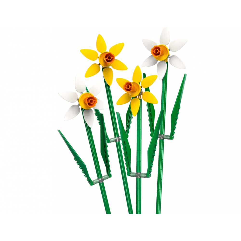 Daffodils 40747