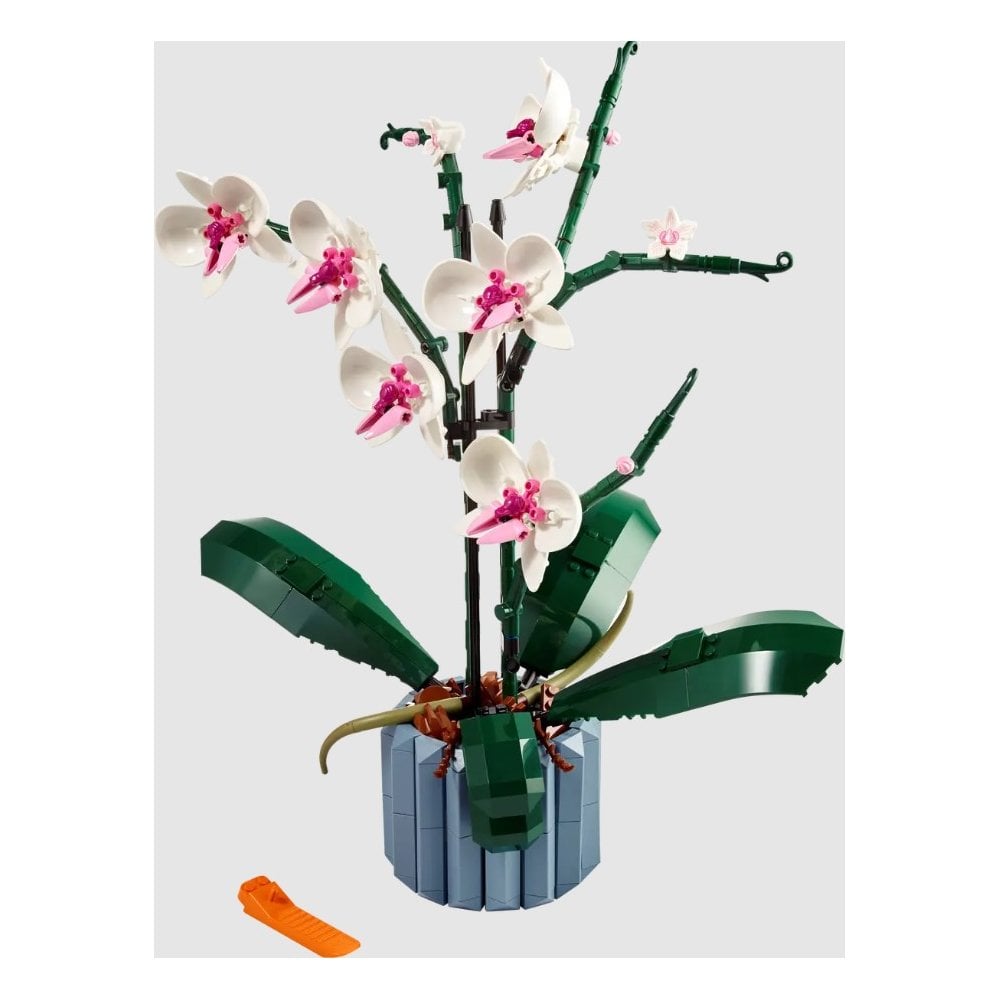 Orchid
