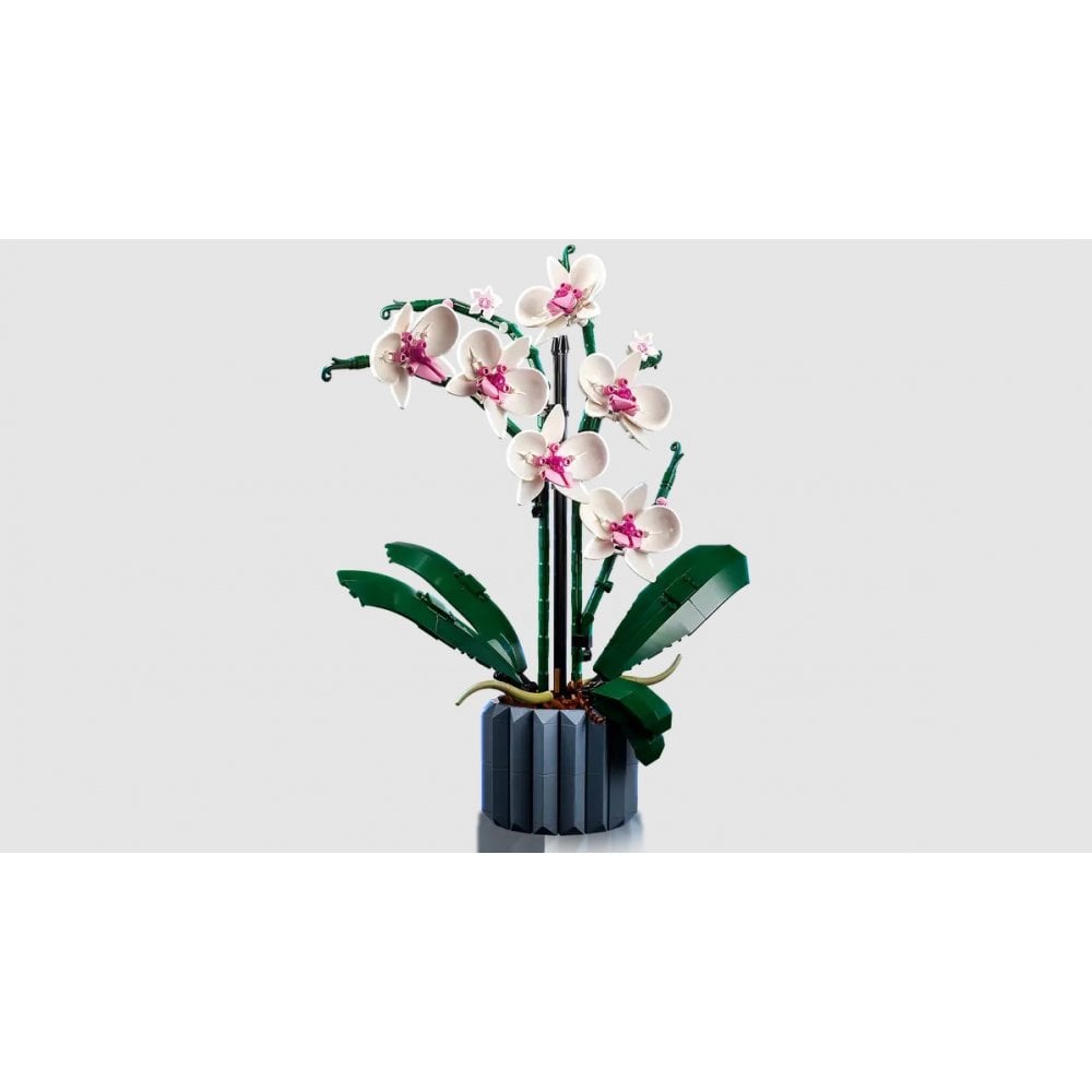 Orchid