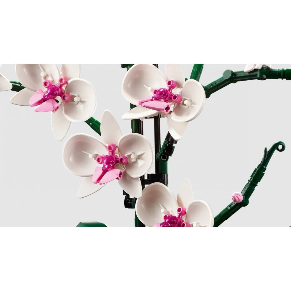 Orchid