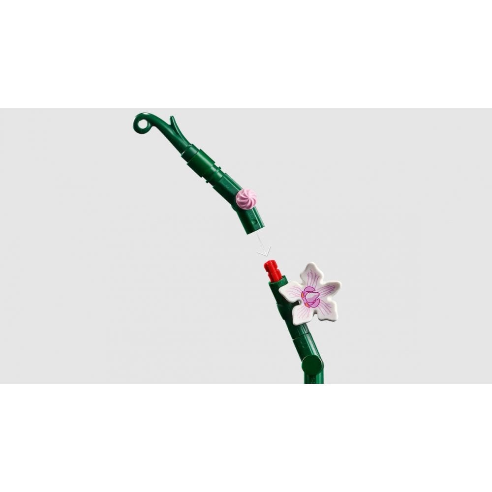 Orchid