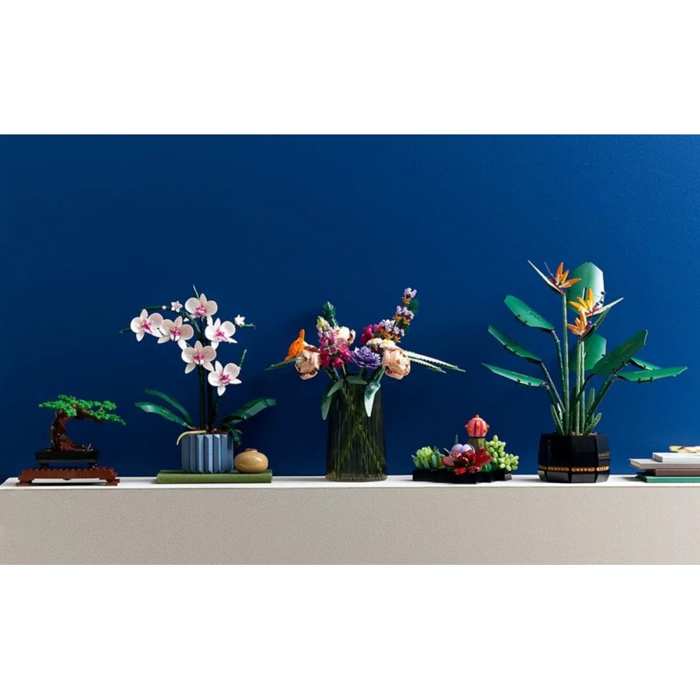 Orchid