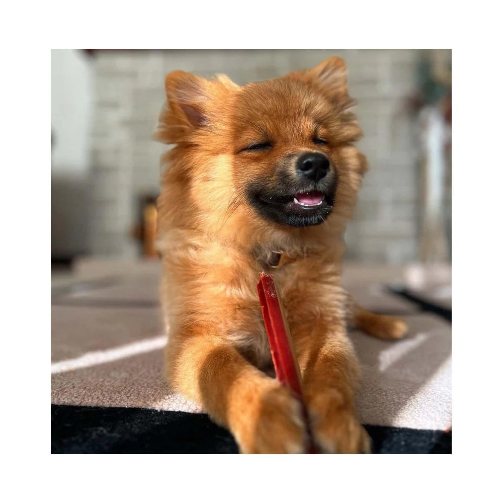 Smoky Dental Fang Chew