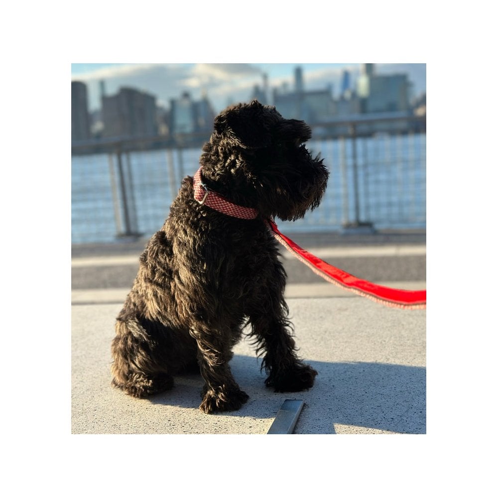 Luxury Dog Collar