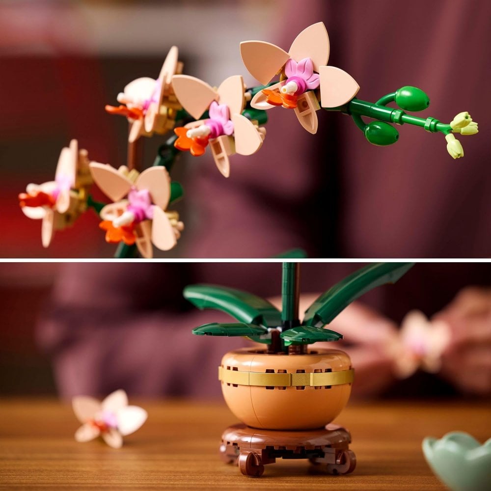 Mini Orchid