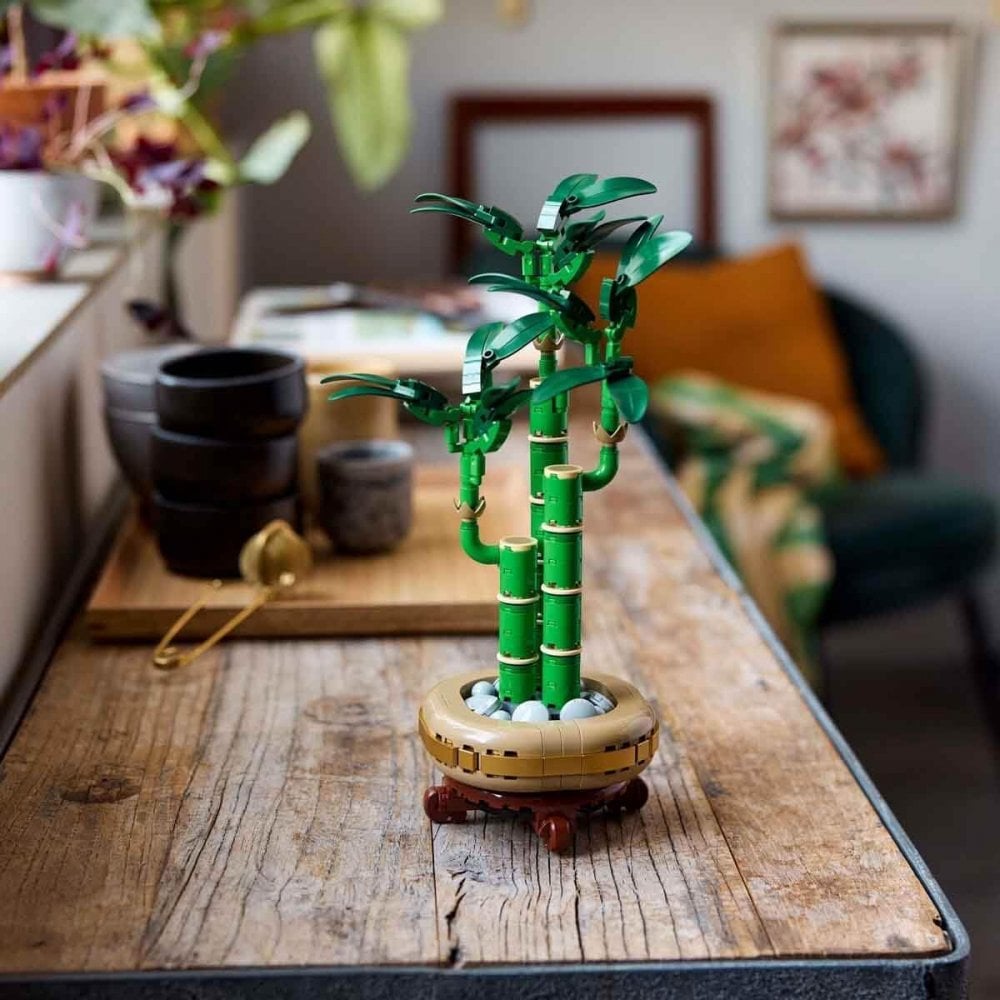 Lucky Bamboo