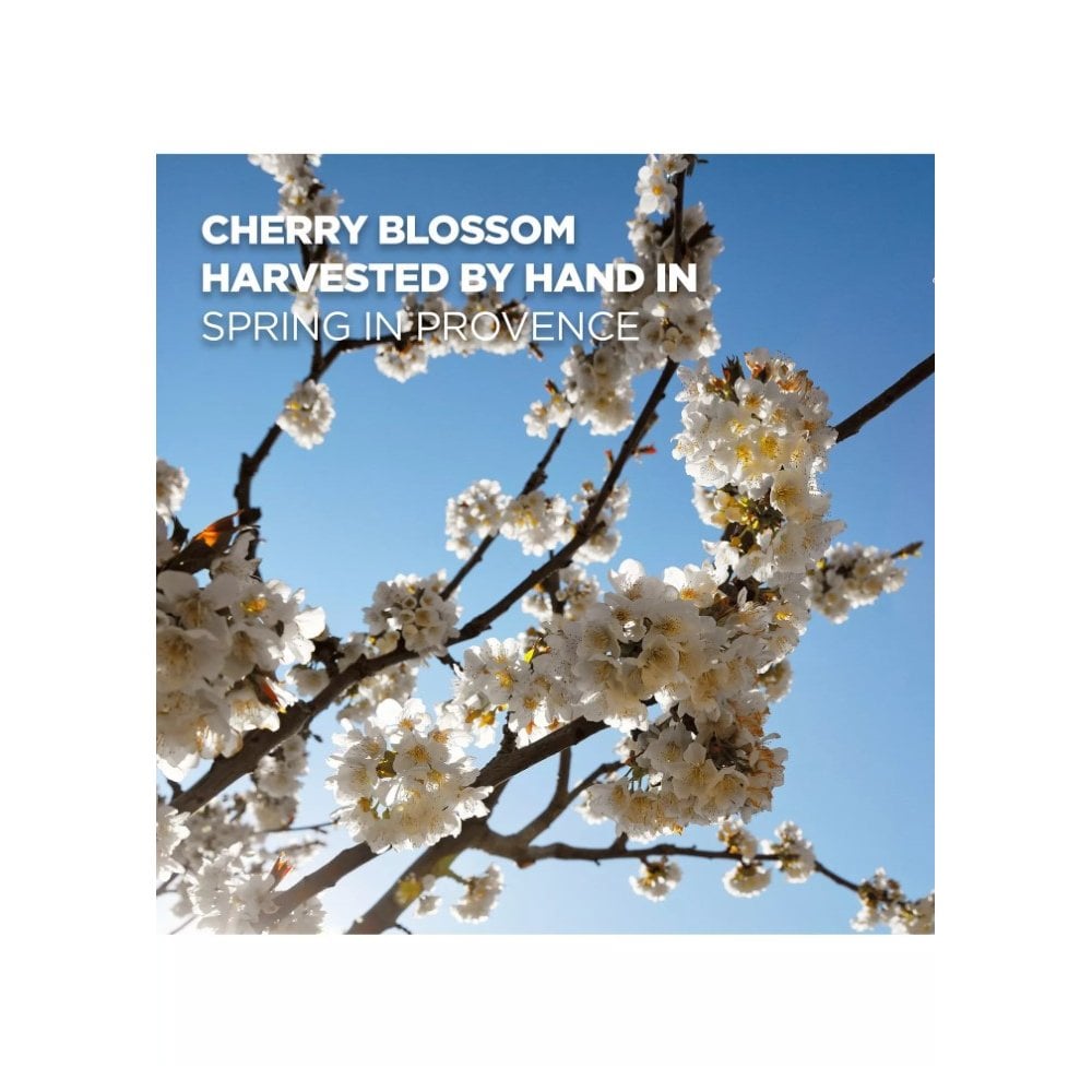 Cherry Blossom Shimmering Body Lotion