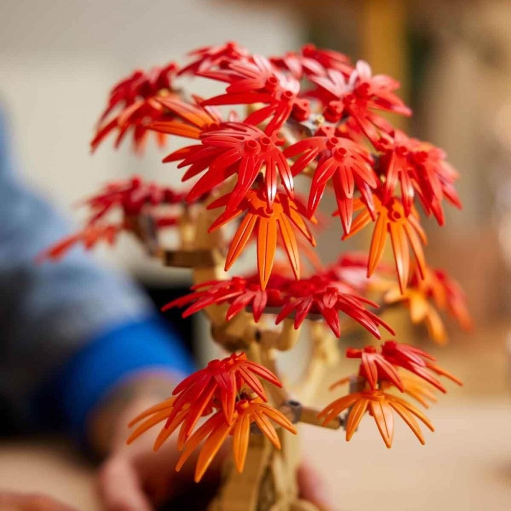 Japanese Red Maple Bonsai Tree