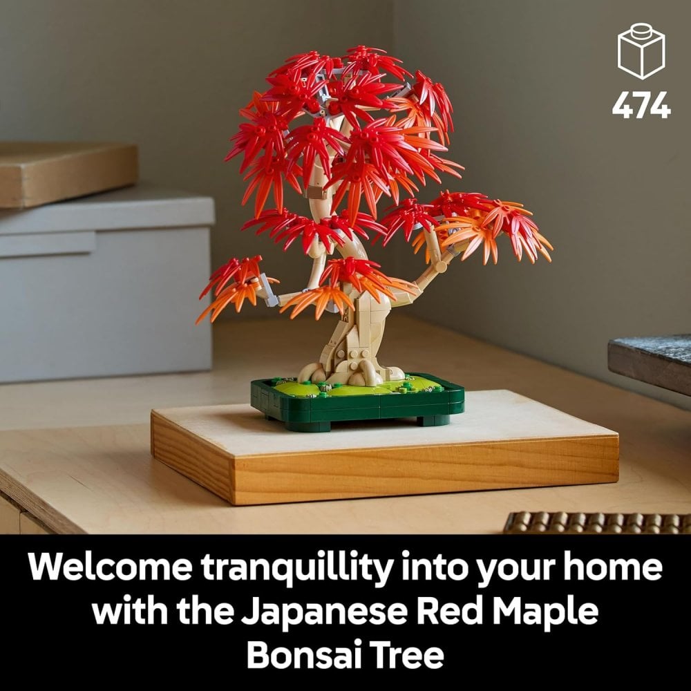 Japanese Red Maple Bonsai Tree