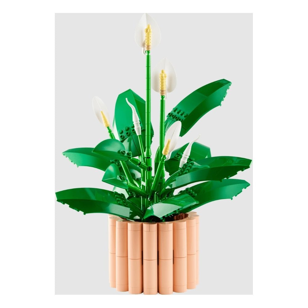 Peace Lily 11504