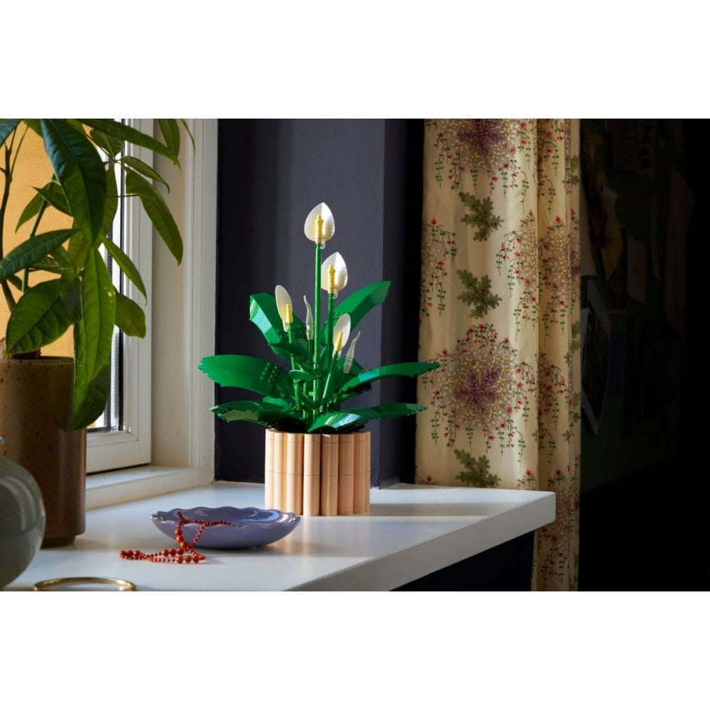 Peace Lily 11504