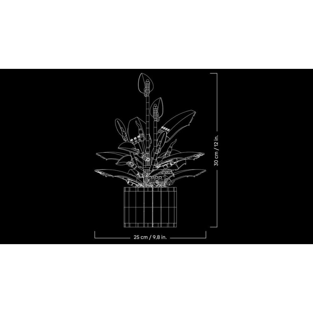 Peace Lily 11504