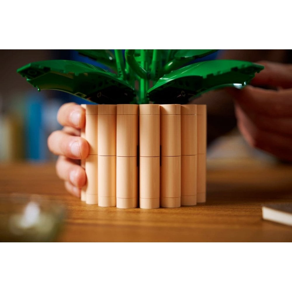 Peace Lily 11504