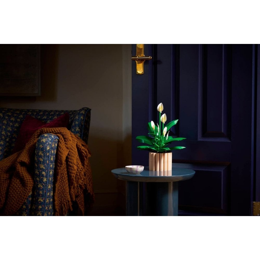 Peace Lily 11504