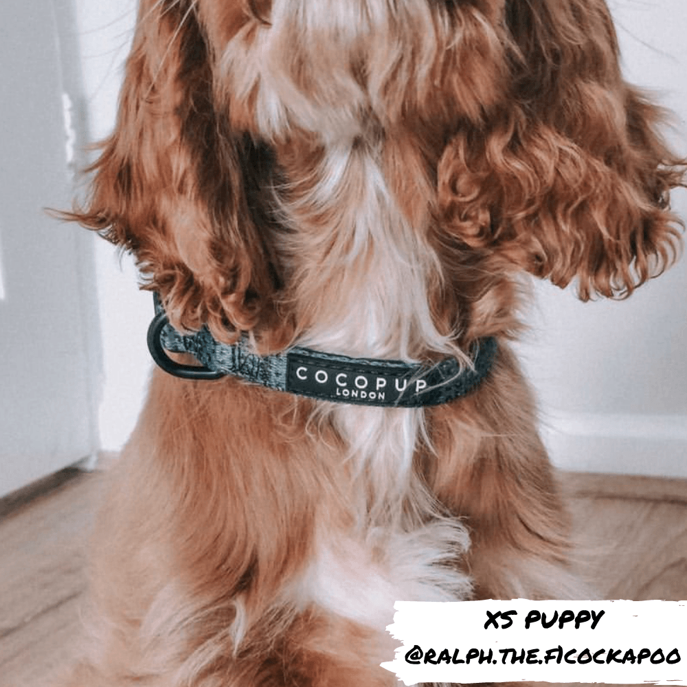 Leopard Dog Collar