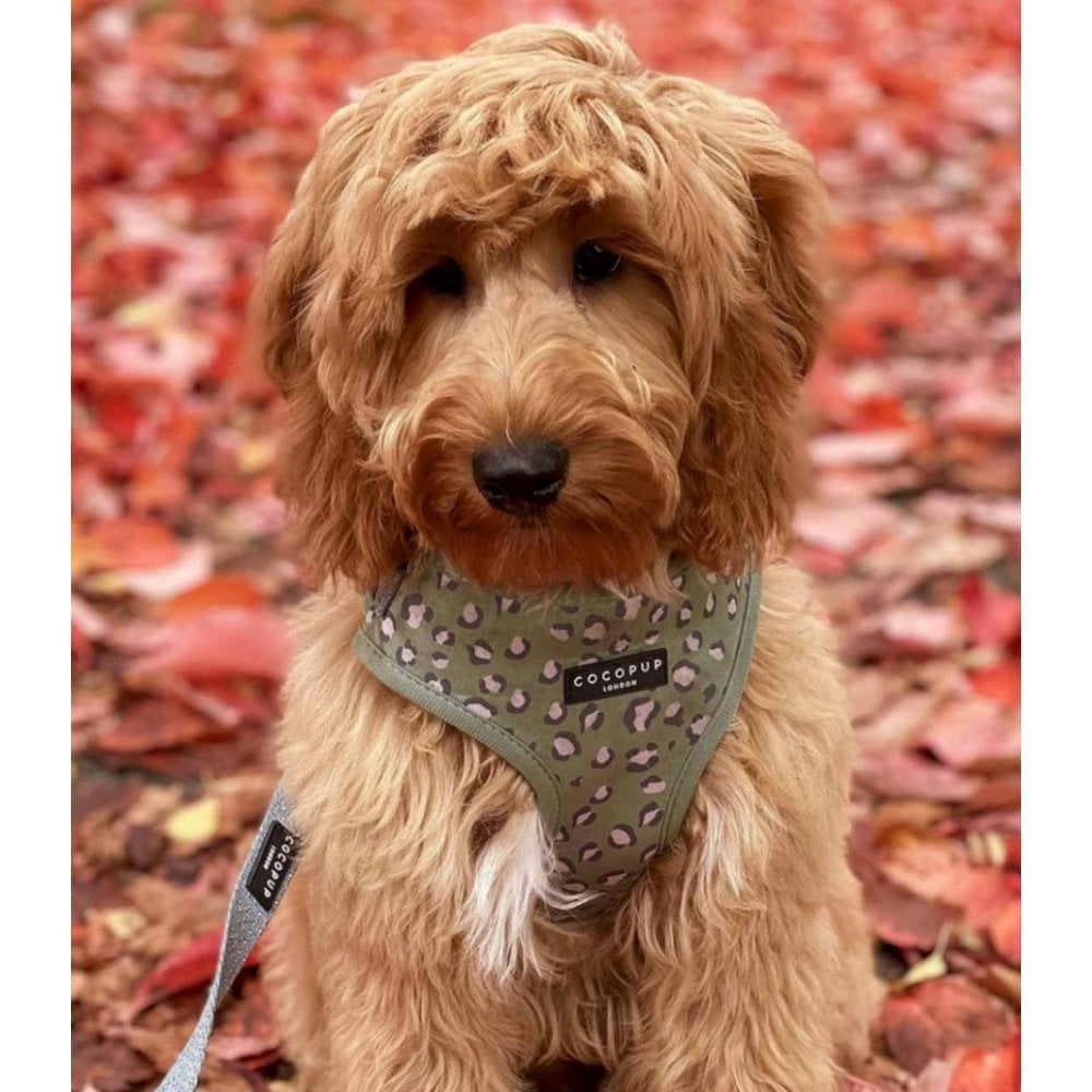 Leopard Dog Harness
