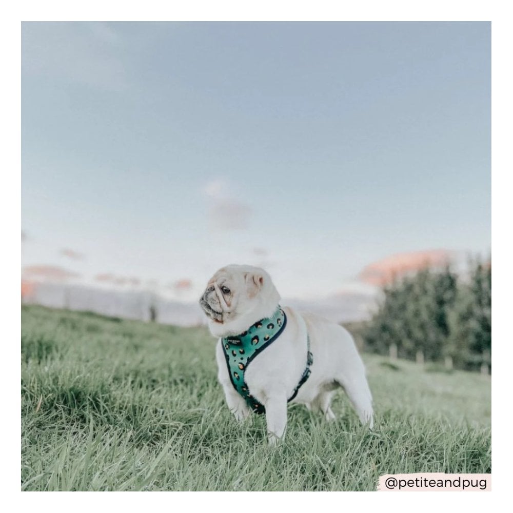 Leopard Dog Harness