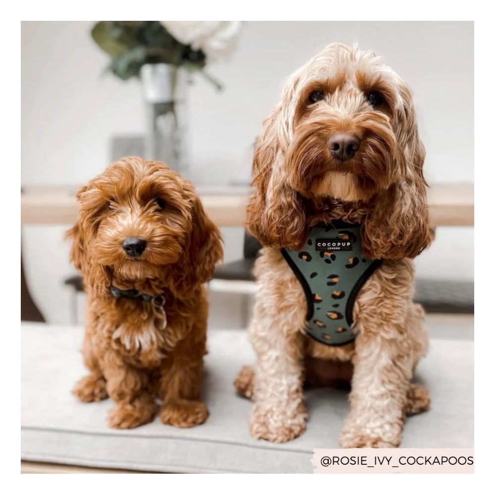Leopard Dog Harness
