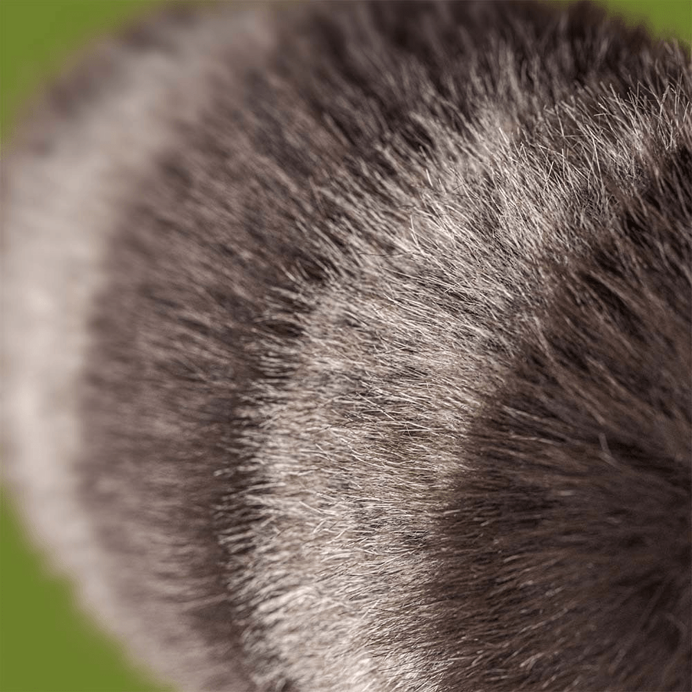 Trixiwoo Raccoon