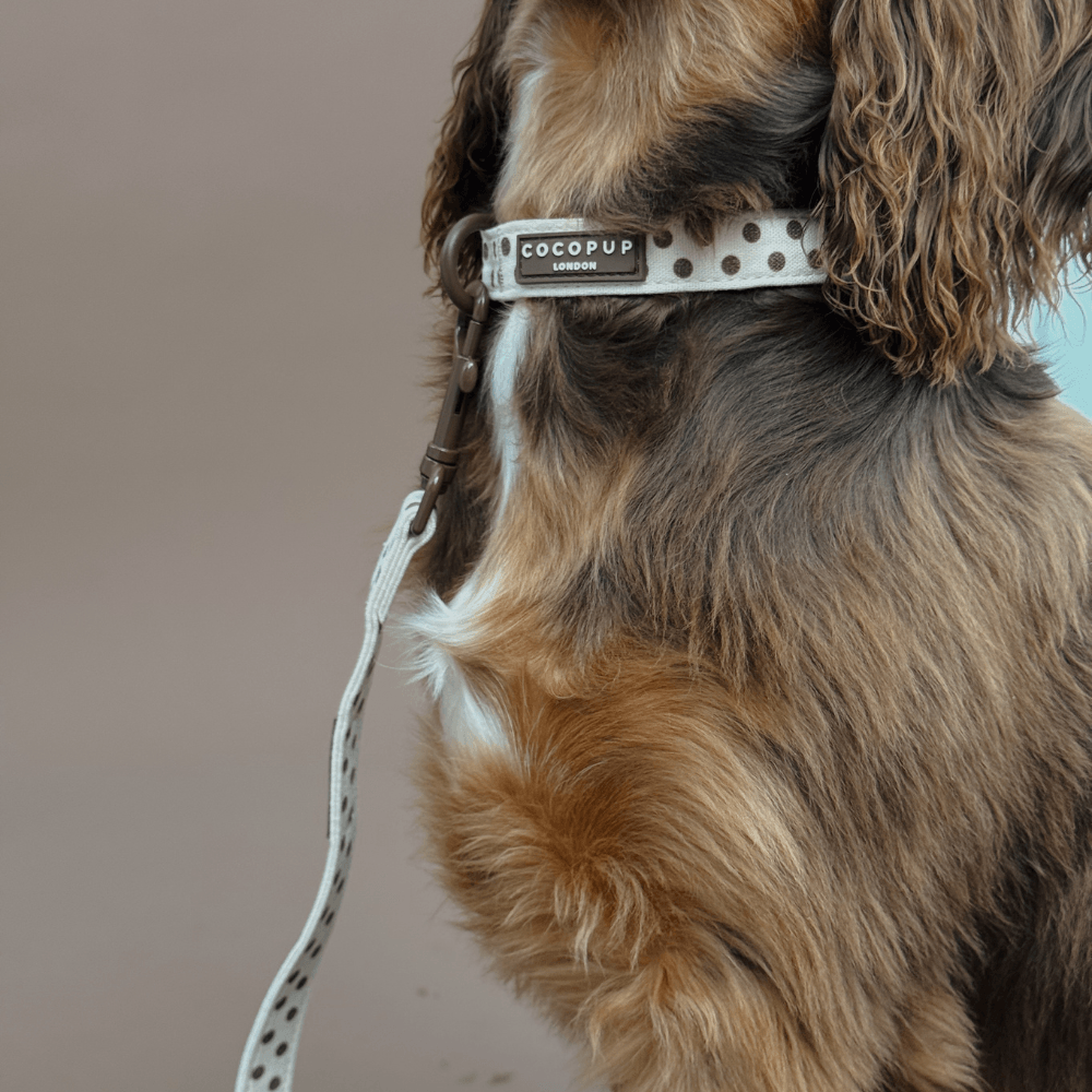 Tiramisu Polka Dot Collar